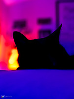 _MDV0211